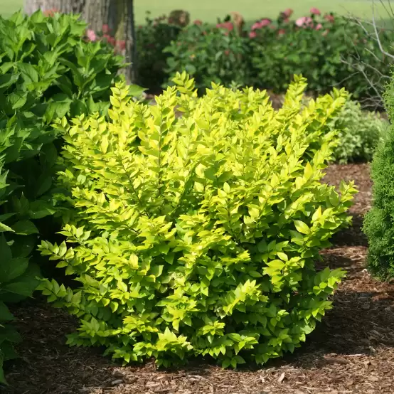 Golden Ticket privet lime foliage in the landscape